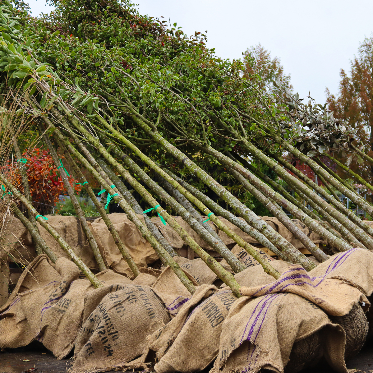 ontwerp zonder titel 56 