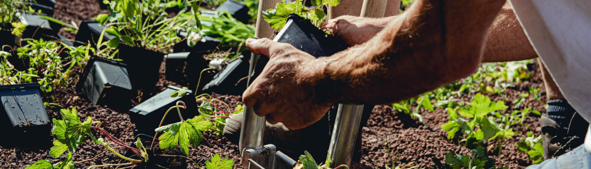 header complete beplanting voor hoveniers