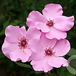 f66cc1c7af99dc0f73d442ab52b1ba7e