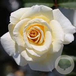 4c90c2b2f0e63359bd73eecc4a2b4c93