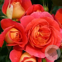 2f99743d8808322d973057defae95da7