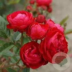 91f3a43ae500b041d0754fb9deb1743d