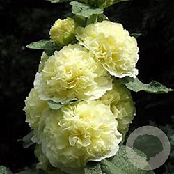 dc393dbd7963c88225d8969f32d41b05