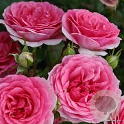 685a612e37d6a7f0b915a9f333e0e0a6