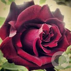 0c242eea7199c13a517006833face0e4