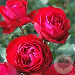 d79775ea56910a90102dd876323c7ff5
