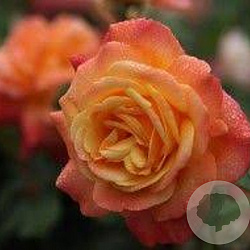 291f7f2d3dd52255c35bbbd1fb096475