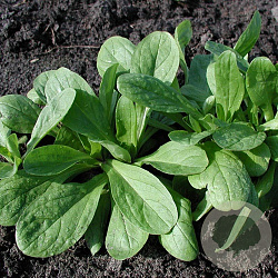 d25bb0c0d8bcbfcf88b8e683f9e88079