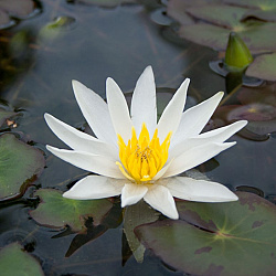 nymphaea tetragone