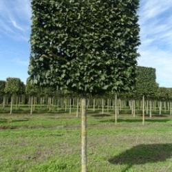 carpinus betulus lucas 25 30 st. 1.70 m scherm leivorm op stam
