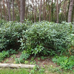 rhododendron nova zembla 120 150 boskwaliteit
