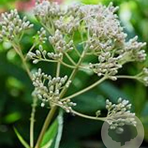 Eupatorium fist. 'Bartered Bride' GM P9