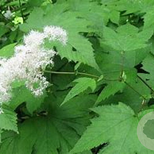 Filipendula kamtschatica GM P9