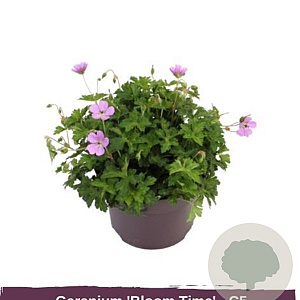 Geranium 'Bloom Time' GM P9