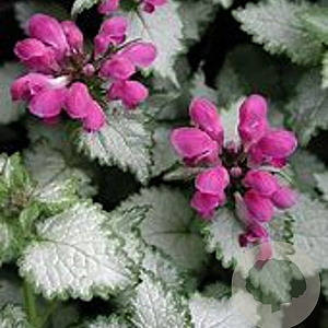 Lamium mac. 'Sterling Silver' GM P9