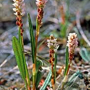 Persicaria vivipara GM P9