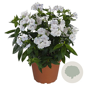 Phlox (P) Flame Light Blue GM P9