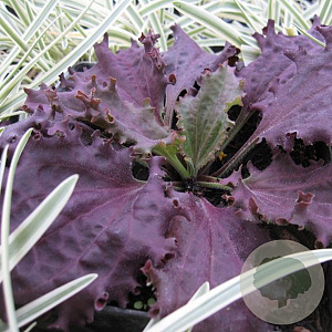 Plantago major 'Purple Perversion' GM P9