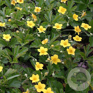 Potentilla neum. 'Nana' GM P9