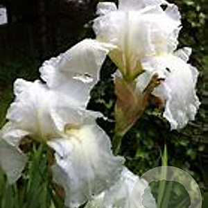 Iris e. 'White Ladies' GM P9
