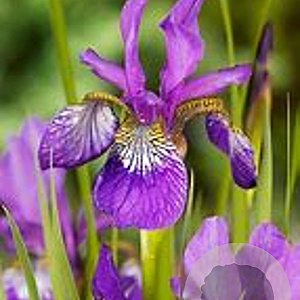 Iris sib. 'Omar's Cup' GM P9