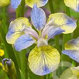 Iris sib. 'Tipped in Blue' GM P9