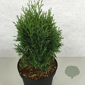 Thuja occ. 'Miky' 25-30 cm 3,0L