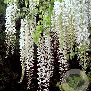 Wisterialor. 'Longissima Alba' 325-350 cm container Gestokt
