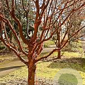 Acer griseum 80-100 cm 12L kegel