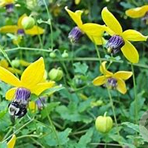 Clematis orientalis 70 cm 2,0L