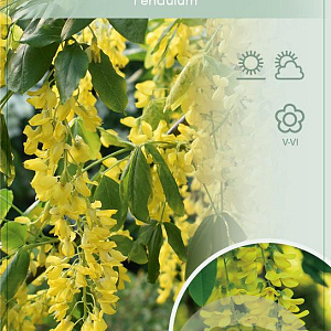 Laburnum alpinum 'Pendulum' 120 cm stam 7,5L