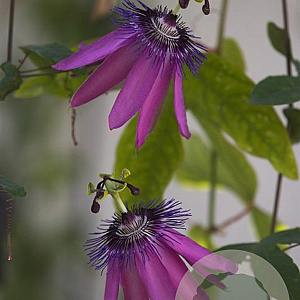 Passiflora 'Amethyst' 70 cm 2,0L