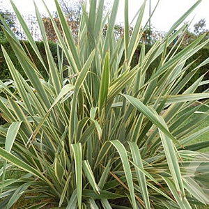 Phormium 'Golden Ray' 40-60 cm 7,5L