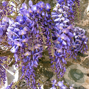 Wisteria flor. 'Texas Purple' 200-225 cm cont. 160L solitair