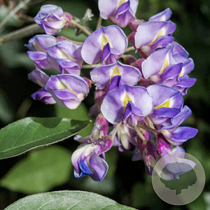 Wisteria frutescens macrostachya 200-225 cm cont. 160L solitair