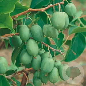 Actinidia a. 'Issai' 70 cm 2,0L