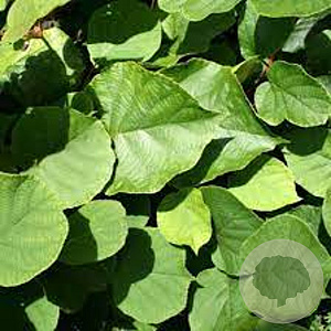 Actinidia deliciosa 'Minki Male' 70 cm 2,0L