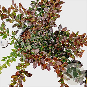 Berberis media 'Red Jewel' 25-30 cm 2,5L