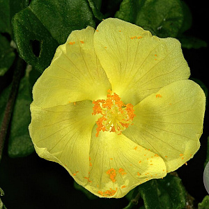 Pavonia praemorsa 'Yellow Mallow' 40-50 cm 2,5L