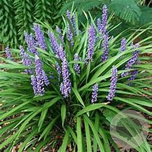 Liriope musc. `Money Maker` 20-25 cm 2,0L