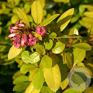 Escallonia 'Gold Ellen' 20-30 cm 2,5L