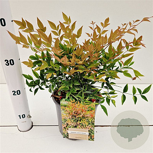 Nandina domestica 'Gulfstream' 25-30 cm 2,5L