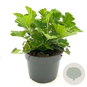 Geum 'Totally Tangerine' GM 2,0L