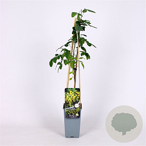 Laburnum anagyroides 70 cm 2,0L