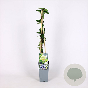 Lonicera c. 'Sinoglaska' 70 cm 2,0L