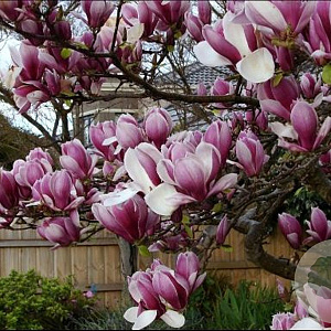 Magnolia soul. 'Rustica Rubra' 80-100 cm met kluit