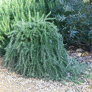 Rosmarinus off. 'Capri' GM 1.5