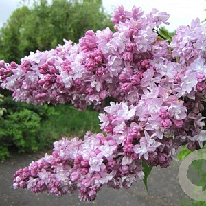 Syringa v. 'Olimpiada Kolesnikova' 80-100 cm 7,5L 3-4 tak najaarspotting