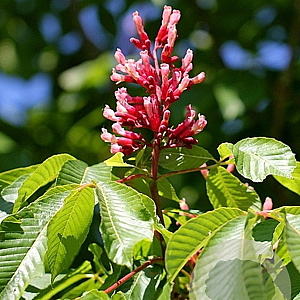 Aesculus pavia 'Atrosanguinea' 20-25 cm 50L 225 cm stam