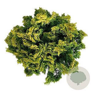 Chamaecyparis o. 'Meroki Twin' 20-25 cm 5,0L